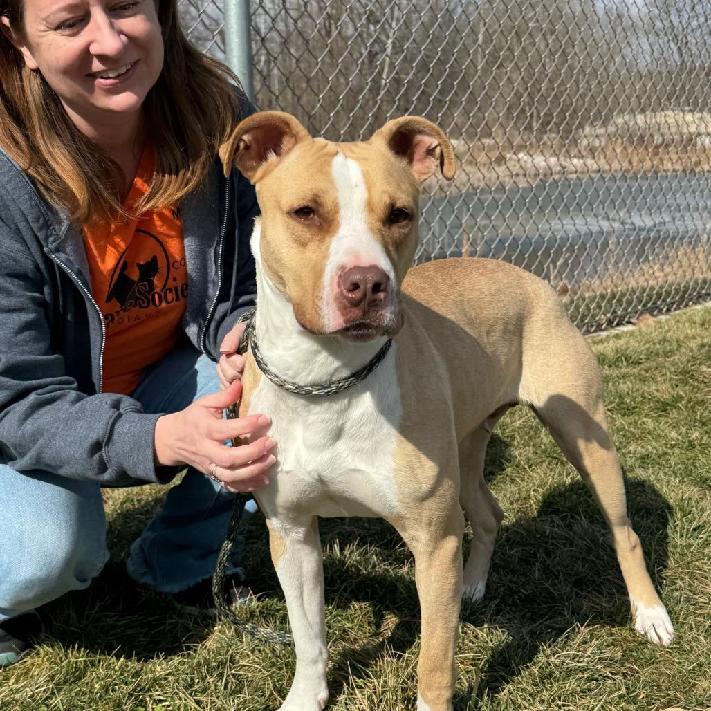 Enlarge Daisy, a Adoptable mixed breed in Nashville, IN image 2/6