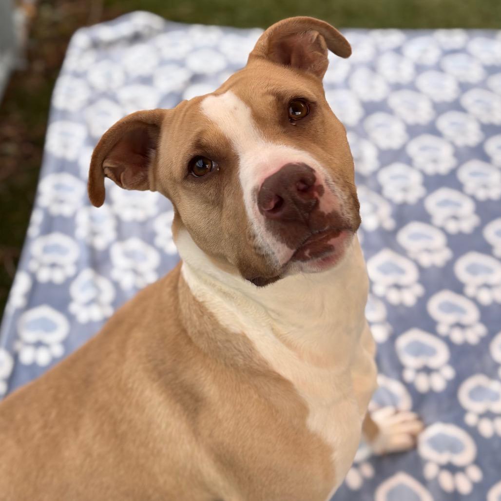 Daisy, Adoptable, Adult Female Pit Bull Terrier & Mixed Breed.