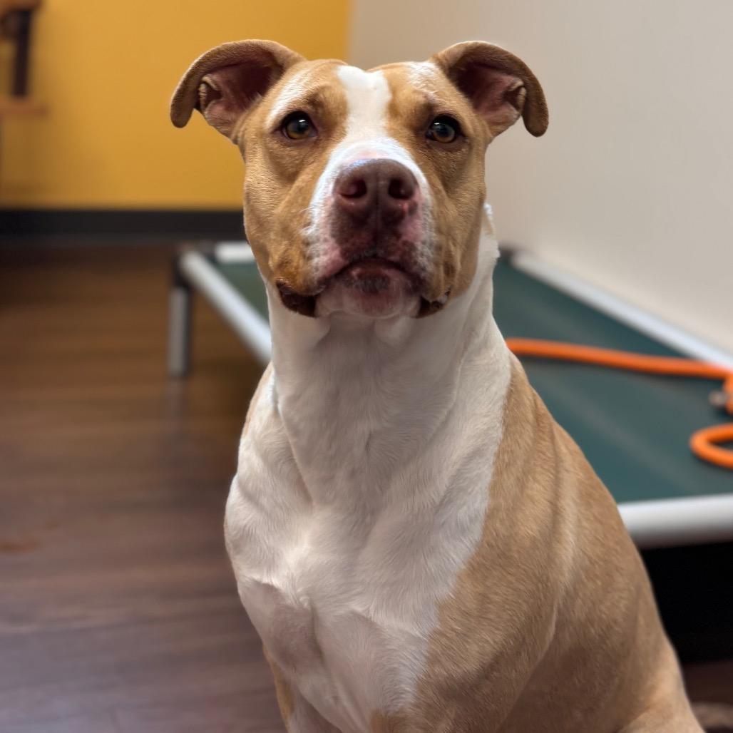 Enlarge Daisy, a Adoptable mixed breed in Nashville, IN image 3/6