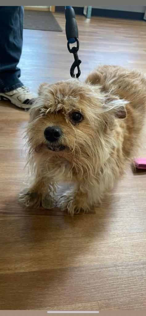 Enlarge Al (Rocko), a Adopted Terrier in Spooner, WI image 1/1