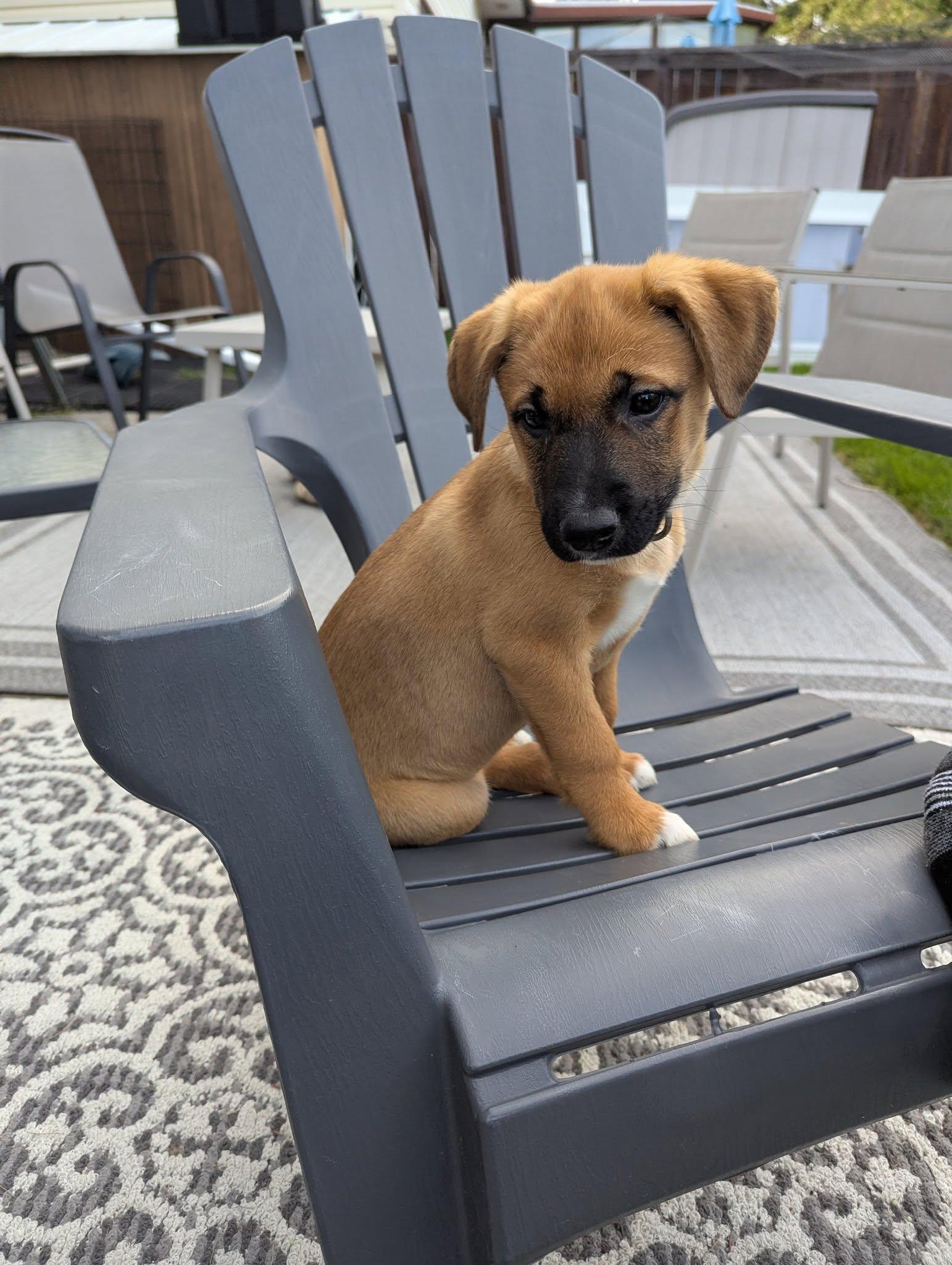 Enlarge Hetty, a Adoptable mixed breed in Calgary, AB image 1/4