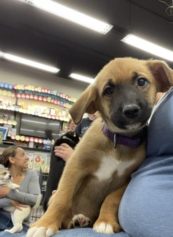 Enlarge Hetty, a Adoptable mixed breed in Calgary, AB image 2/4