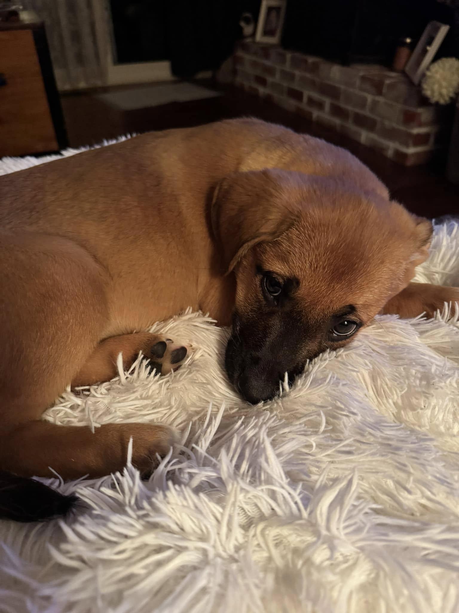 Enlarge Hetty, a Adoptable mixed breed in Calgary, AB image 3/4