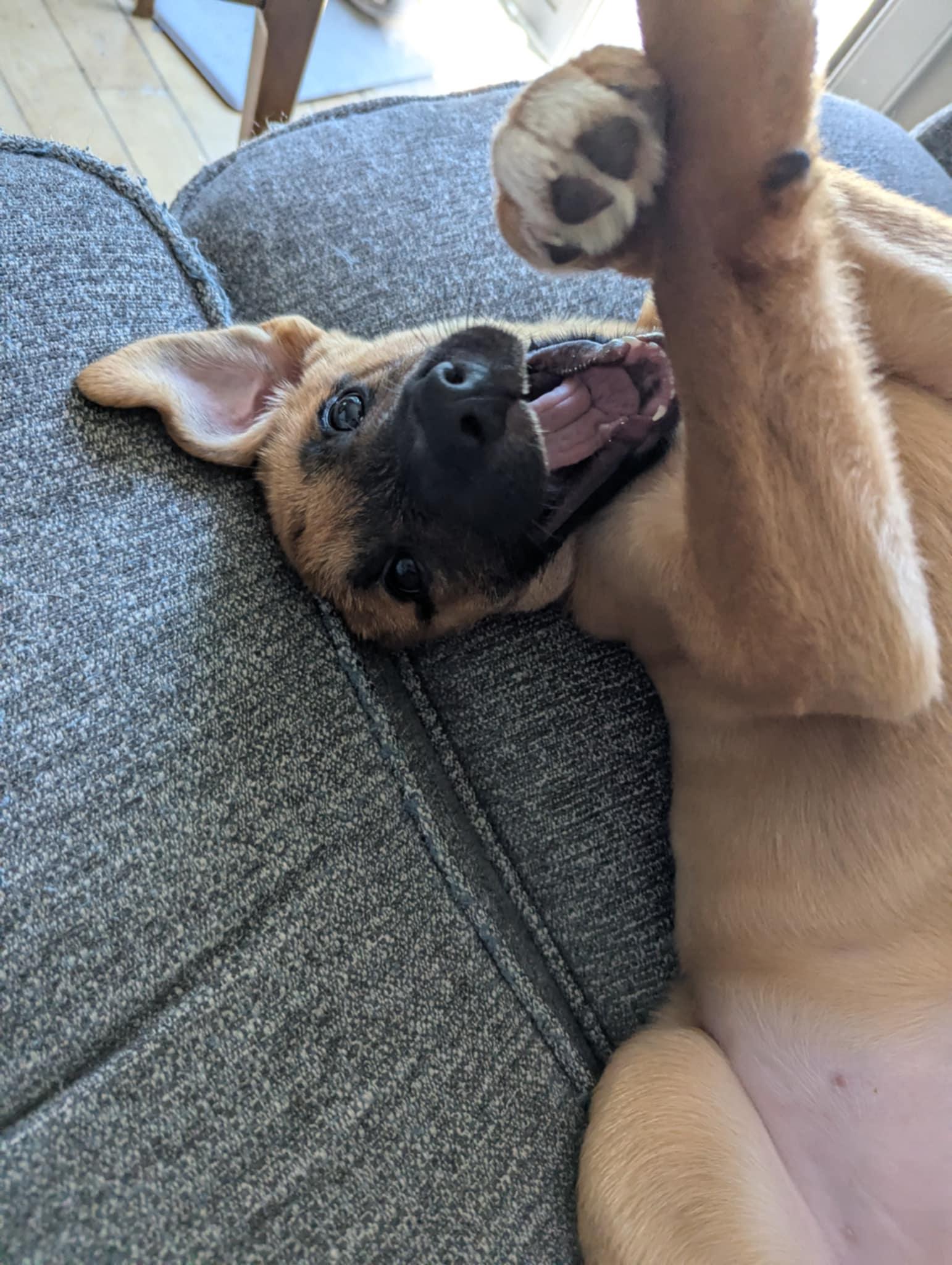 Enlarge Hetty, a Adoptable mixed breed in Calgary, AB image 4/4