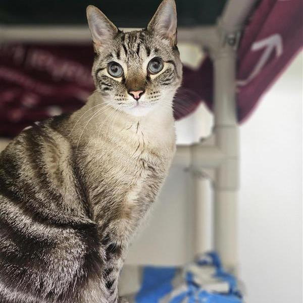 Pudding, a Adoptable mixed breed in Woodinville, WA image 1/4