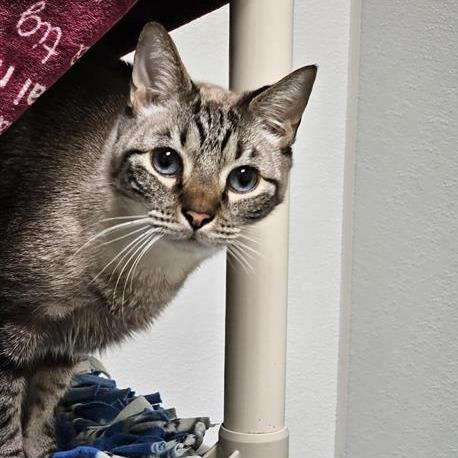 Pudding, a Adoptable mixed breed in Woodinville, WA image 2/4