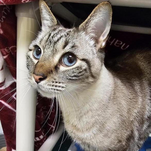 Pudding, a Adoptable mixed breed in Woodinville, WA image 3/4