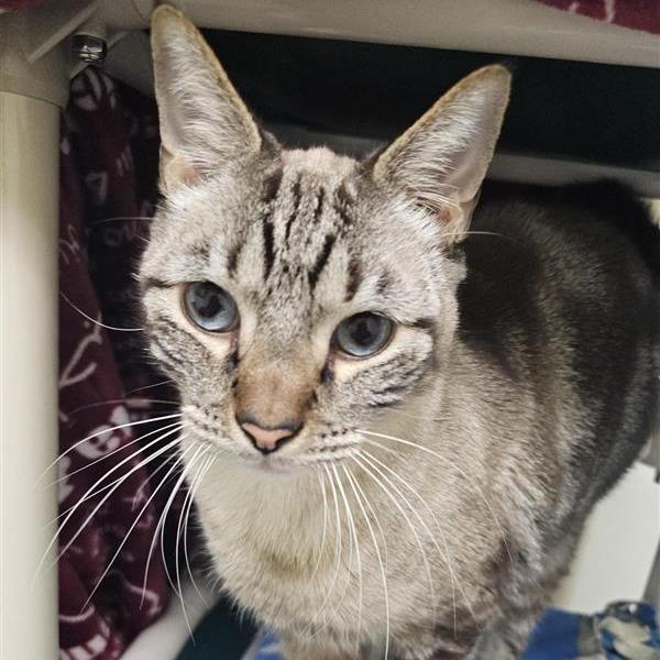 Pudding, a Adoptable mixed breed in Woodinville, WA image 4/4