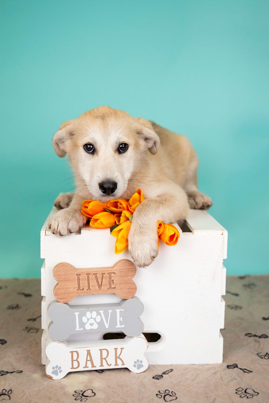 335-26, ADOPTABLE, Puppy Female Husky.