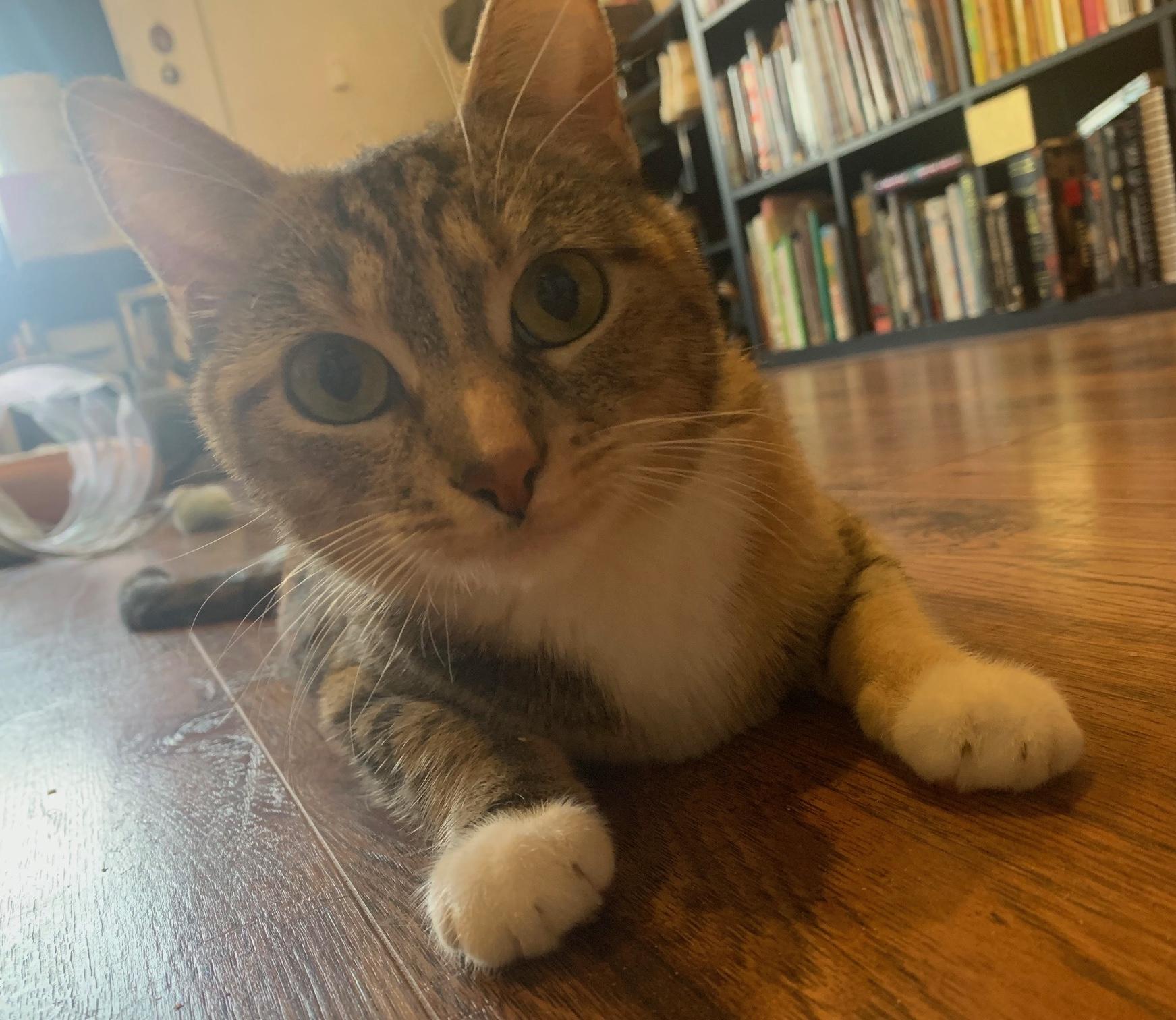 Marcella, a Adoptable Domestic Short Hair in Sherman Oaks, CA image 4/6