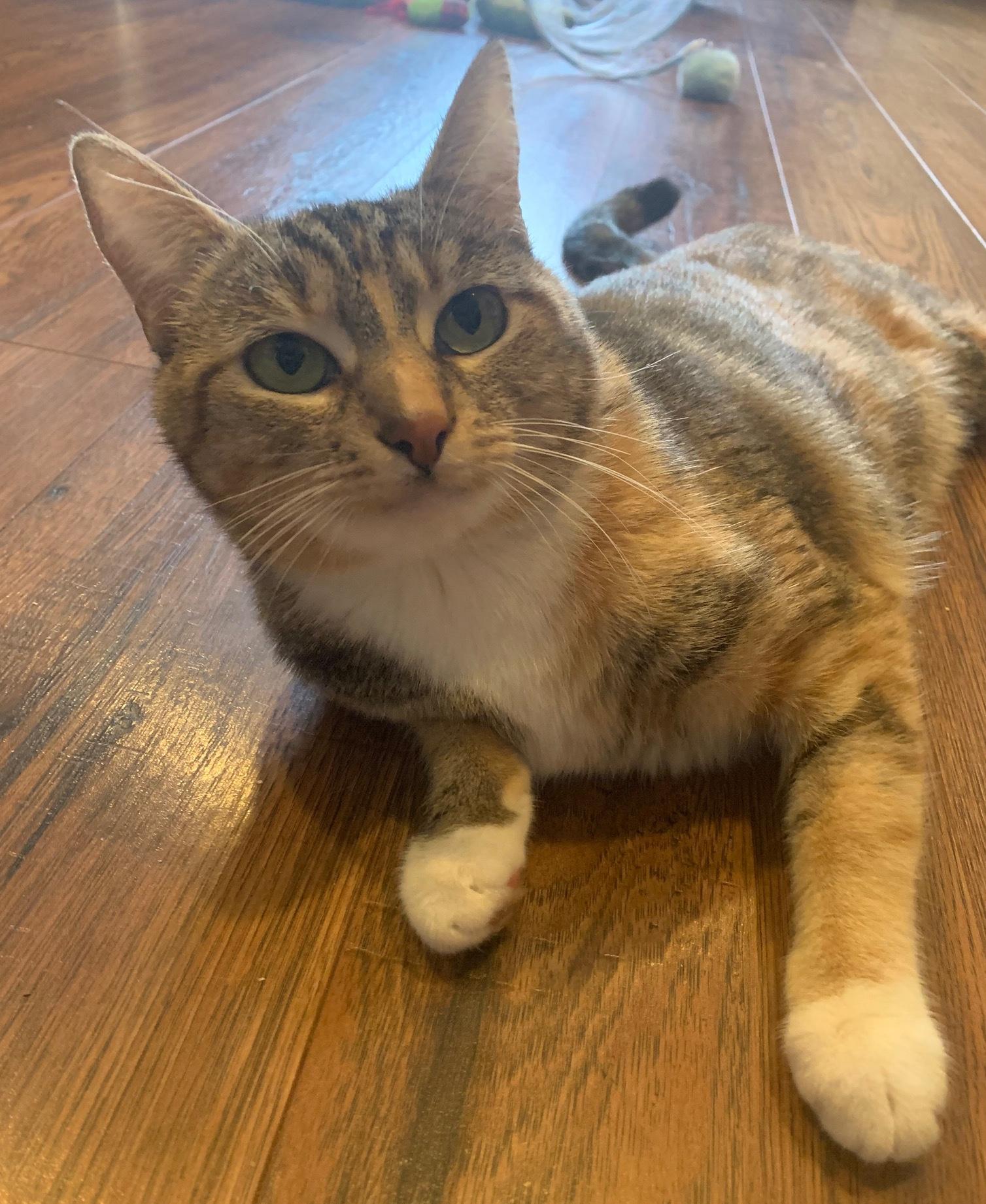 Marcella, a Adoptable Domestic Short Hair in Sherman Oaks, CA image 5/6