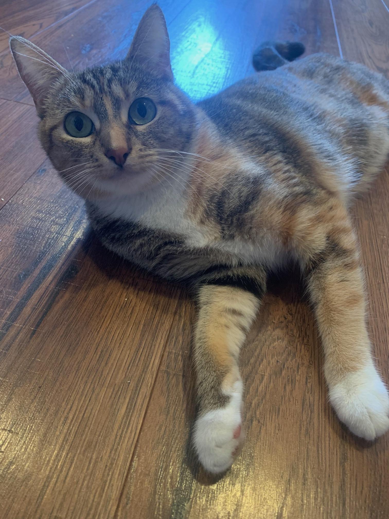 Marcella, a Adoptable Domestic Short Hair in Sherman Oaks, CA image 3/6