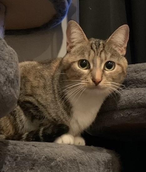 Marcella, a Adoptable Domestic Short Hair in Sherman Oaks, CA image 1/6