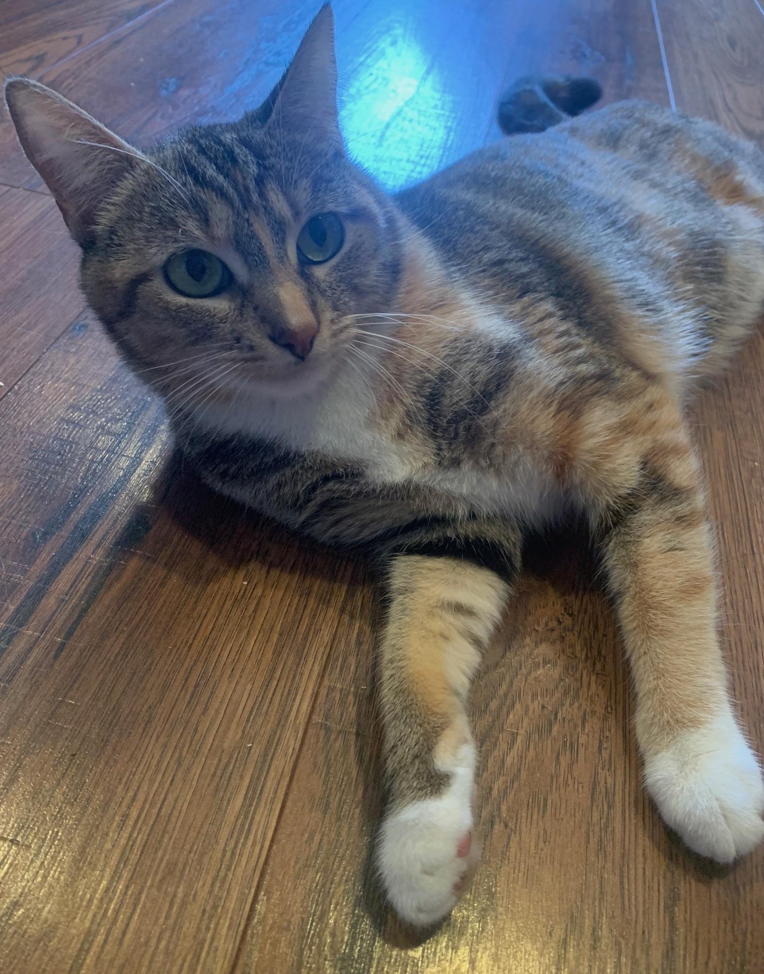 Marcella, a Adoptable Domestic Short Hair in Sherman Oaks, CA image 6/6