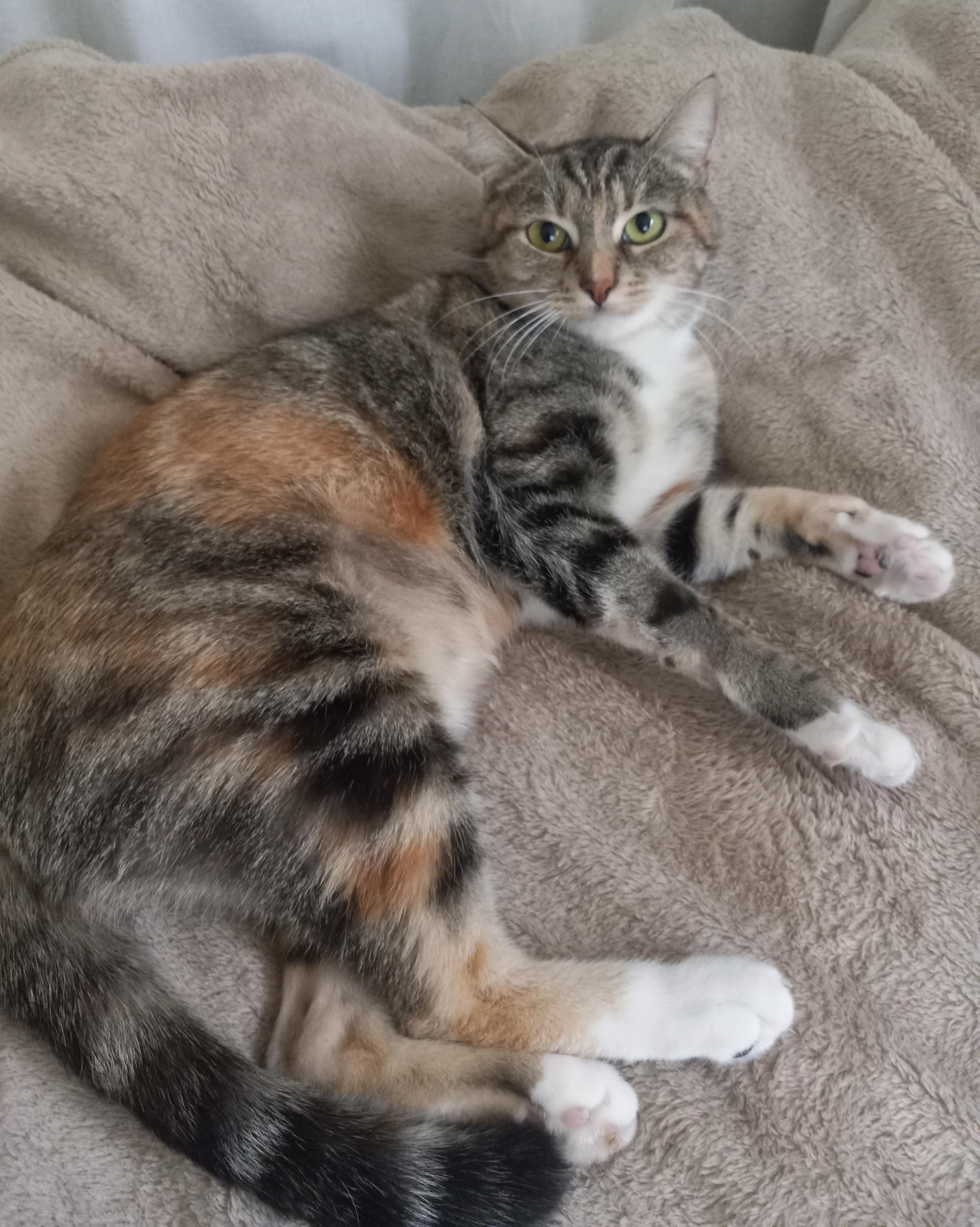 Marcella, a Adoptable Domestic Short Hair in Sherman Oaks, CA image 2/6