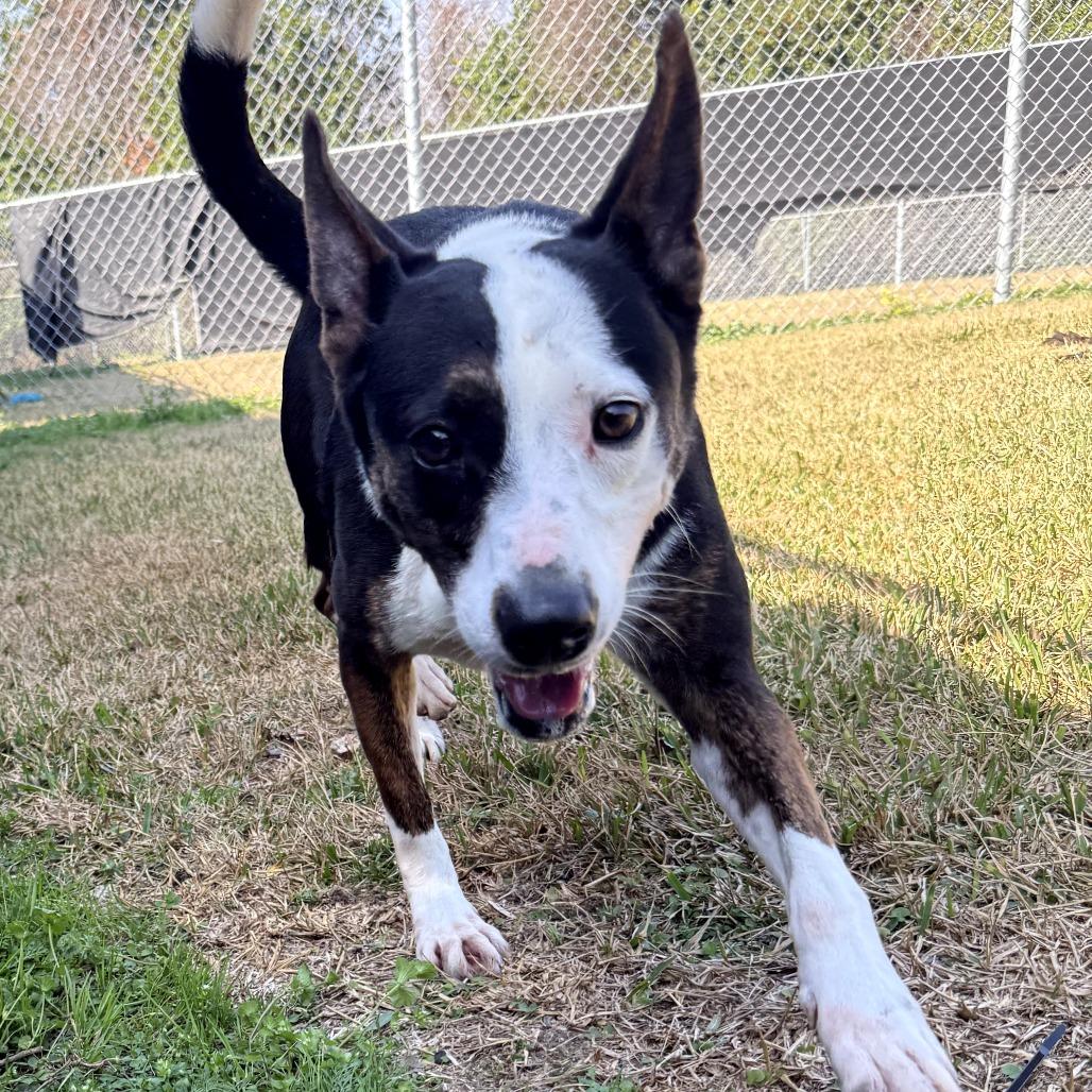 Enlarge Roxy 2025, a Adoptable mixed breed in South Houston, TX image 1/1