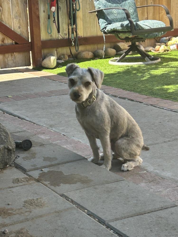 Charlie, Adoptable, Adult Male Schnauzer.