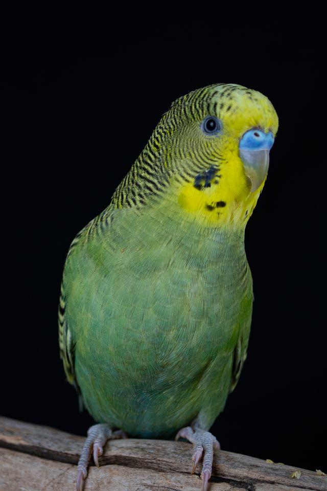 Andrew (Green Male), Adoptable, Young Male Parakeet (Other).