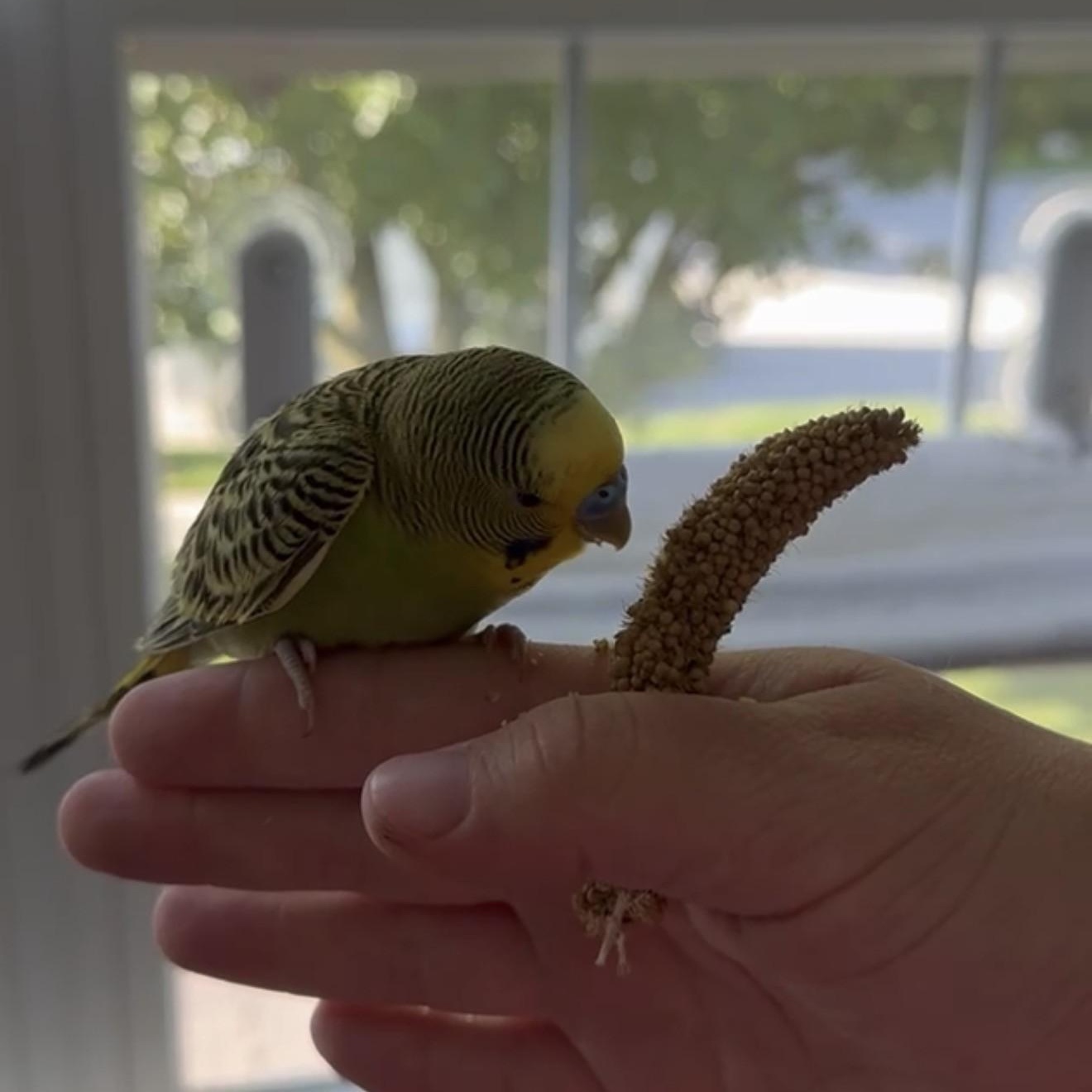 Enlarge Andrew (Green Male), a Adoptable Parakeet (Other) in FRANKTON, IN image 2/3
