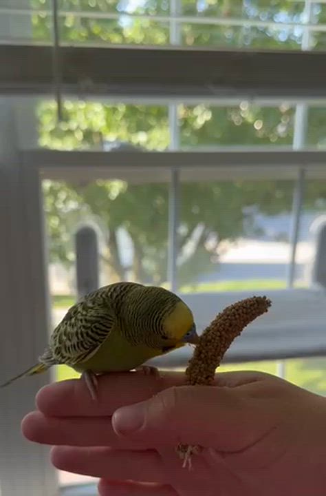 Enlarge Andrew (Green Male), a Adoptable Parakeet (Other) in FRANKTON, IN video 3/3