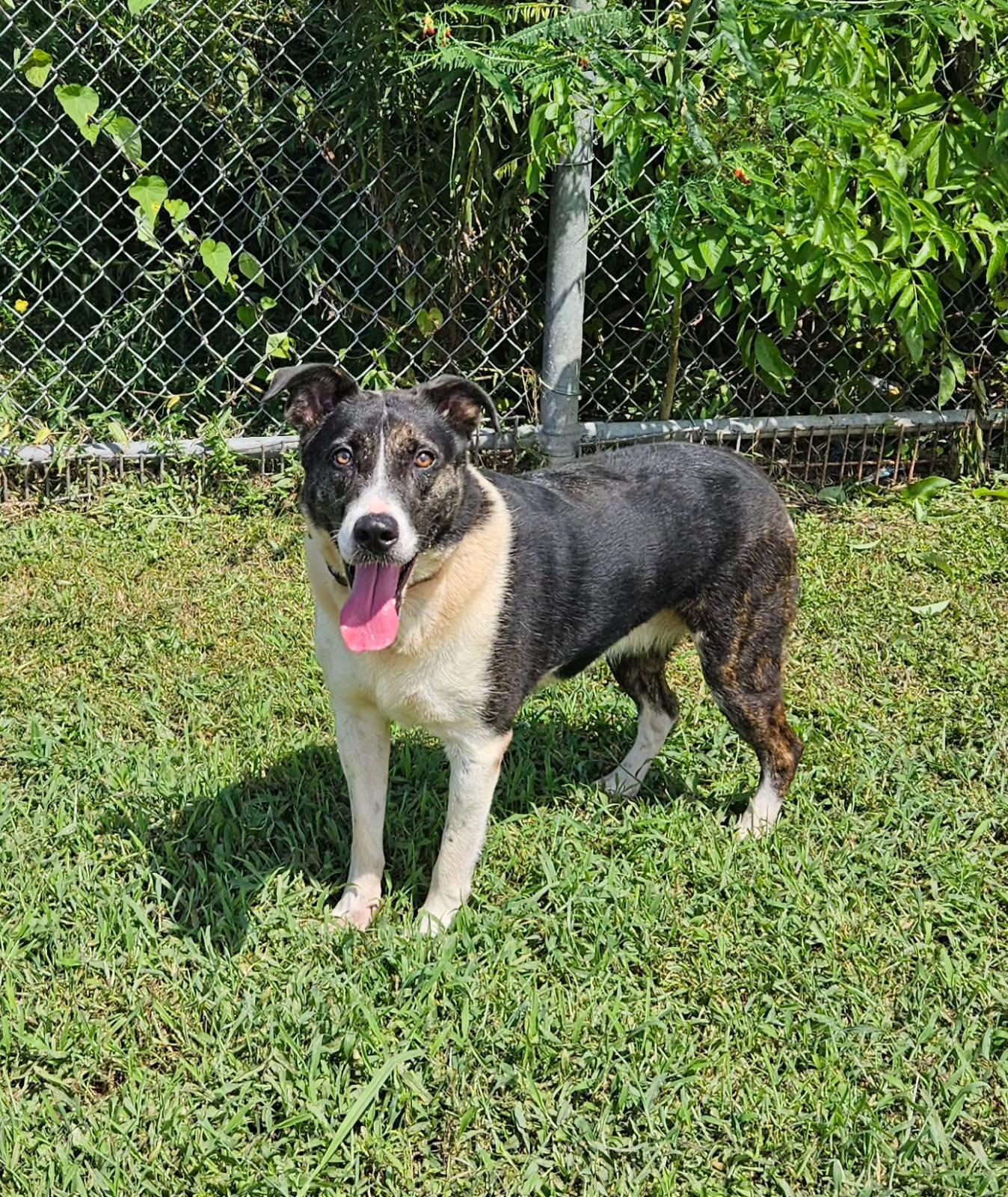 Enlarge Rosie 59252403, a Adoptable mixed breed in Harvey , LA image 1/1