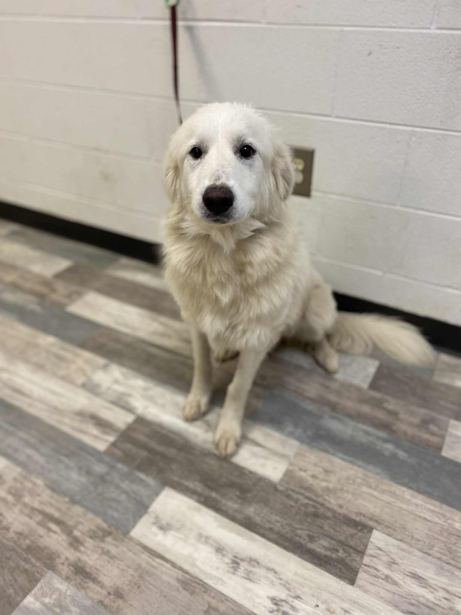 Blanche the Great Pyrenees