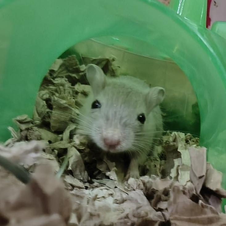 Enlarge Lady with Nymeria and Grey Wind-in foster, a Adoptable Gerbil in Springfield, MA image 1/1