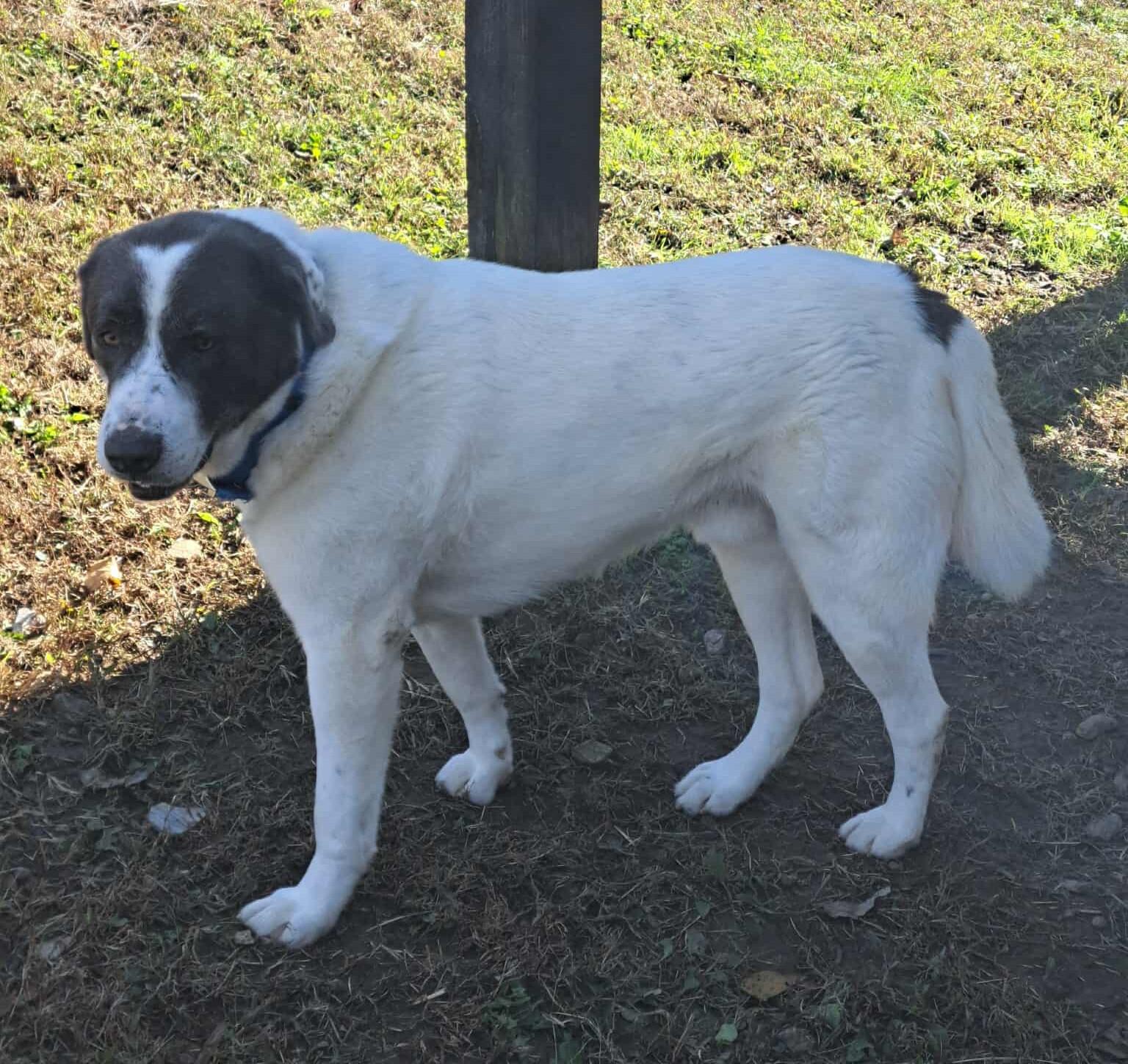Enlarge Big Boy, an adoptable mixed breed in Lawrenceburg, KY image 5/5