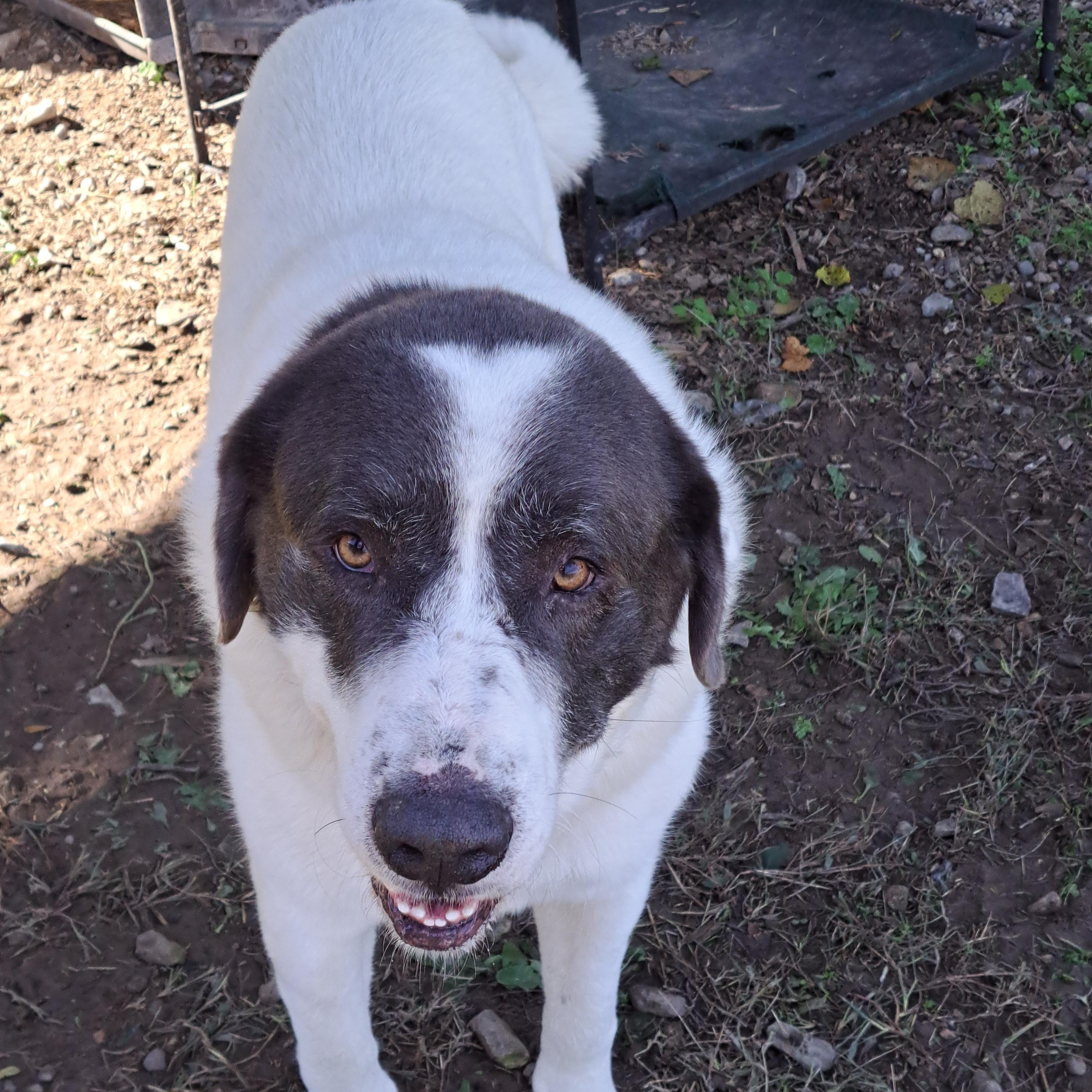Big Boy, adoptable, Adult Male Great Pyrenees & Mixed Breed.