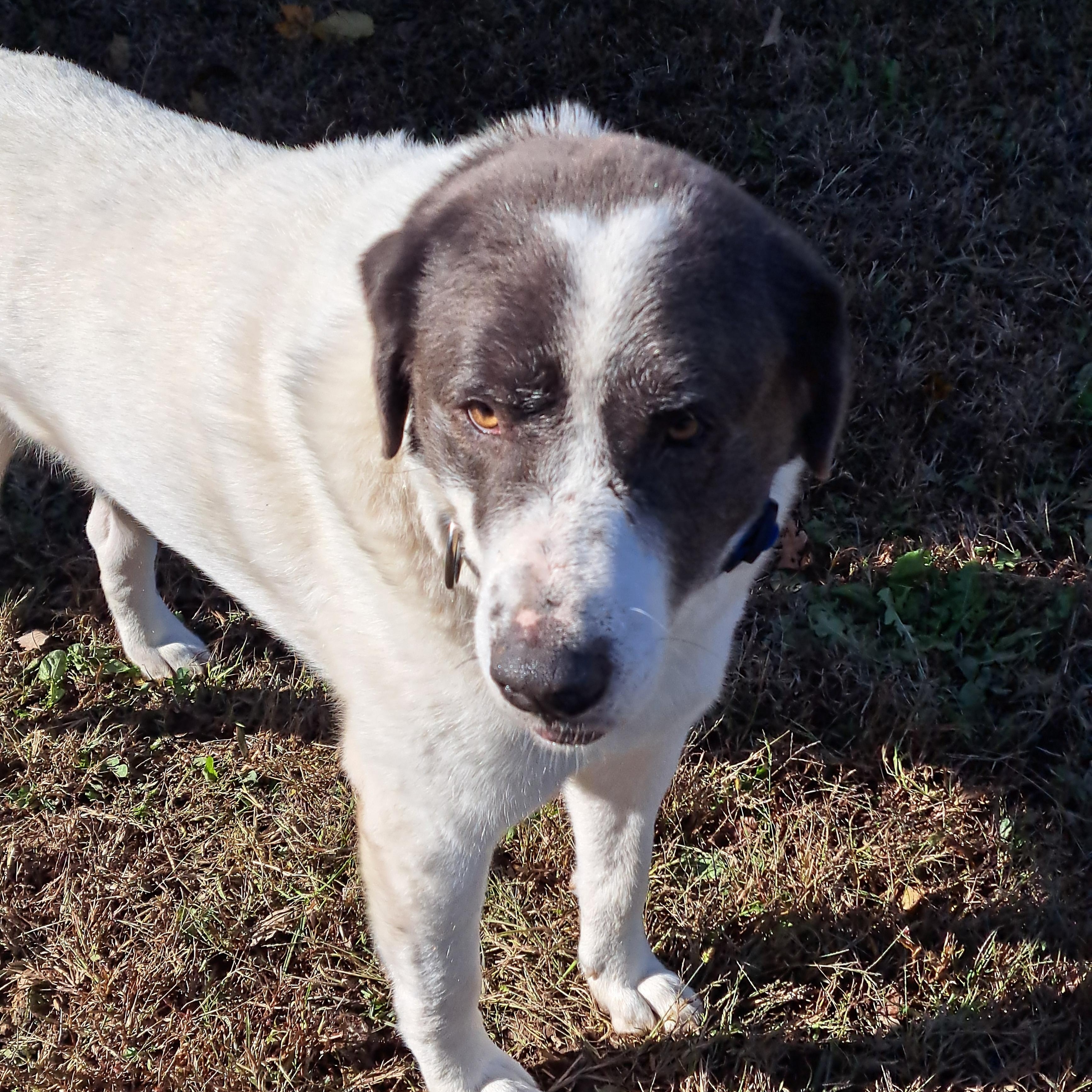 Enlarge Big Boy, an adoptable mixed breed in Lawrenceburg, KY image 3/5