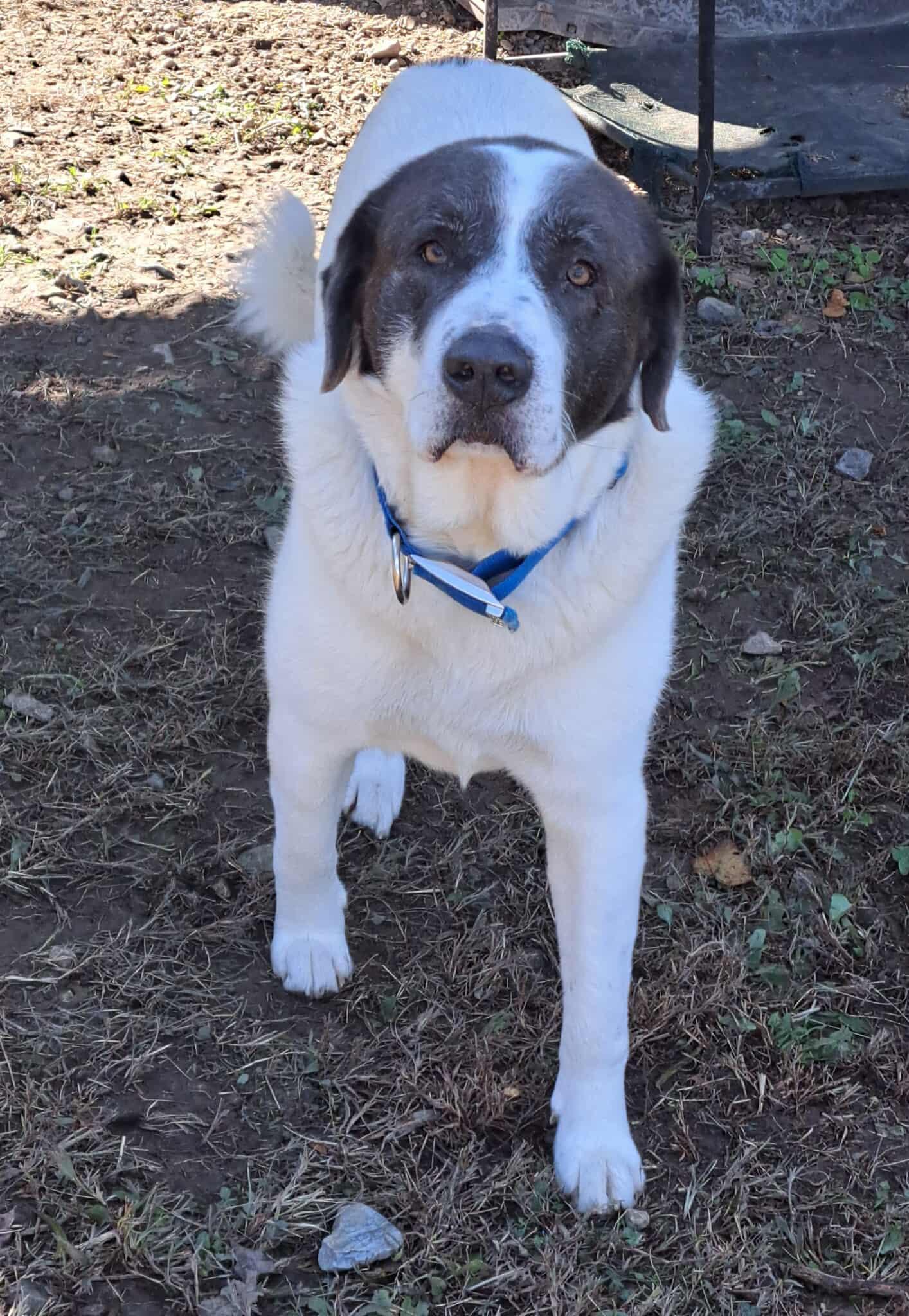 Enlarge Big Boy, an adoptable mixed breed in Lawrenceburg, KY image 4/5