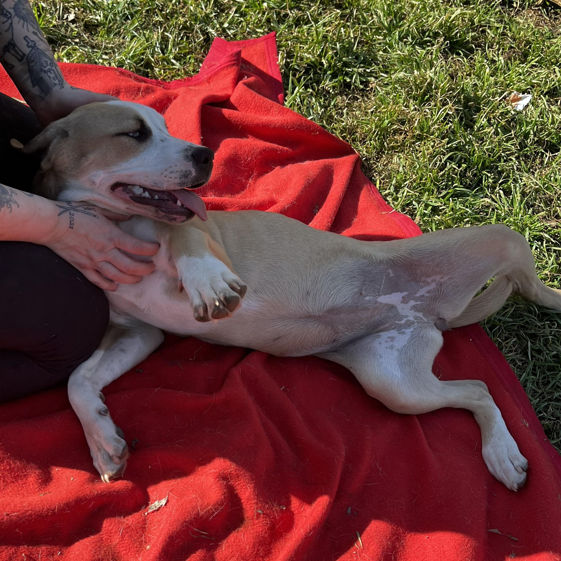 Enlarge Justice, a ADOPTABLE mixed breed in Pottsboro, TX image 2/5