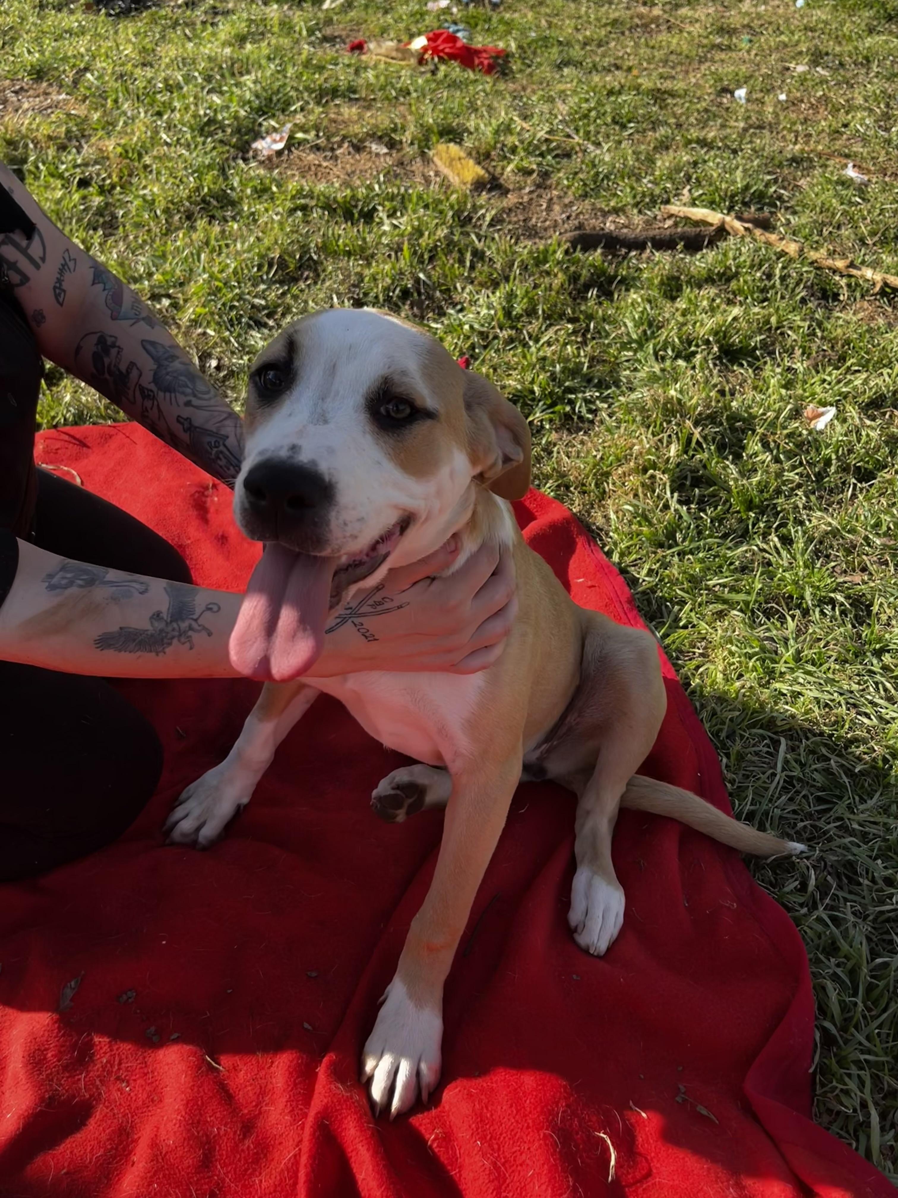 Enlarge Justice, a ADOPTABLE mixed breed in Pottsboro, TX image 3/5