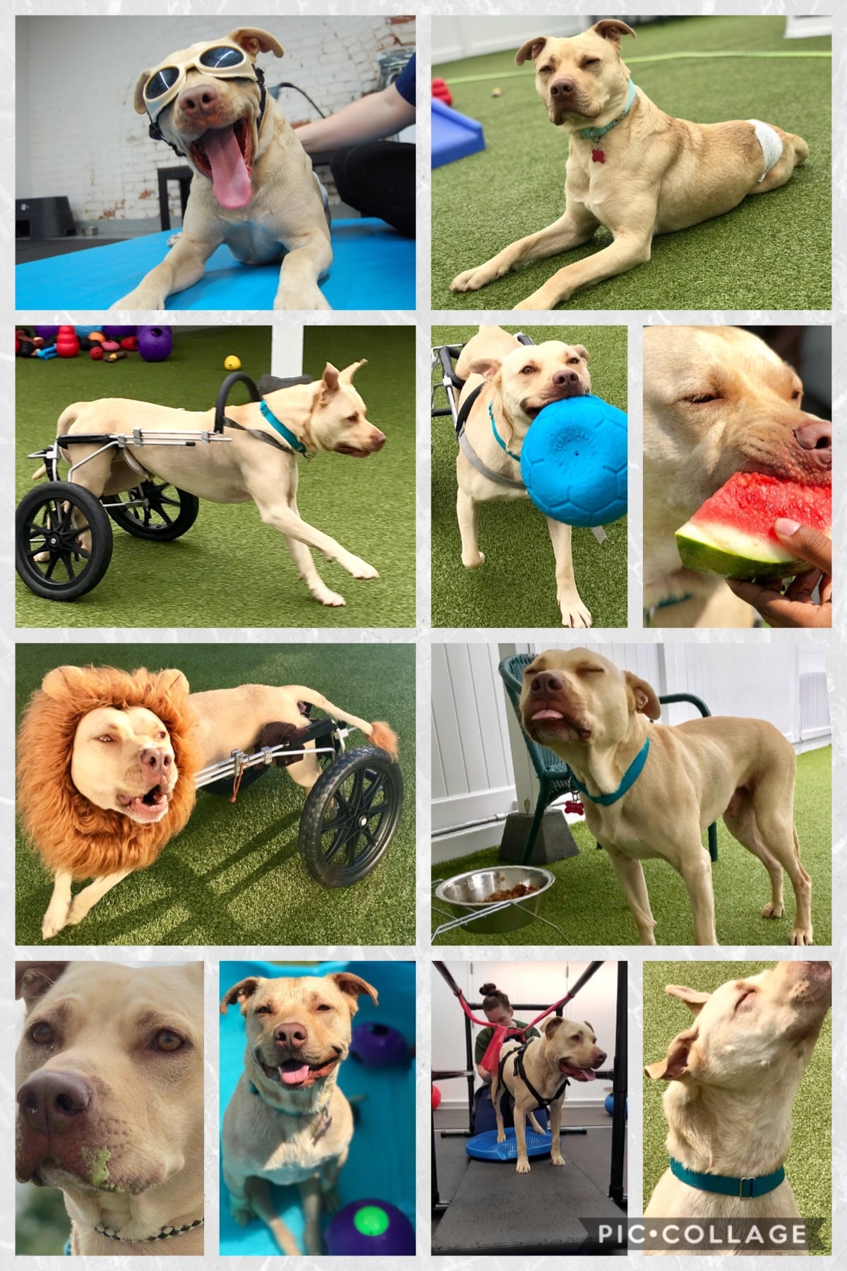 EDDIE MILO, Adoptable, Adult Male Mixed Breed.