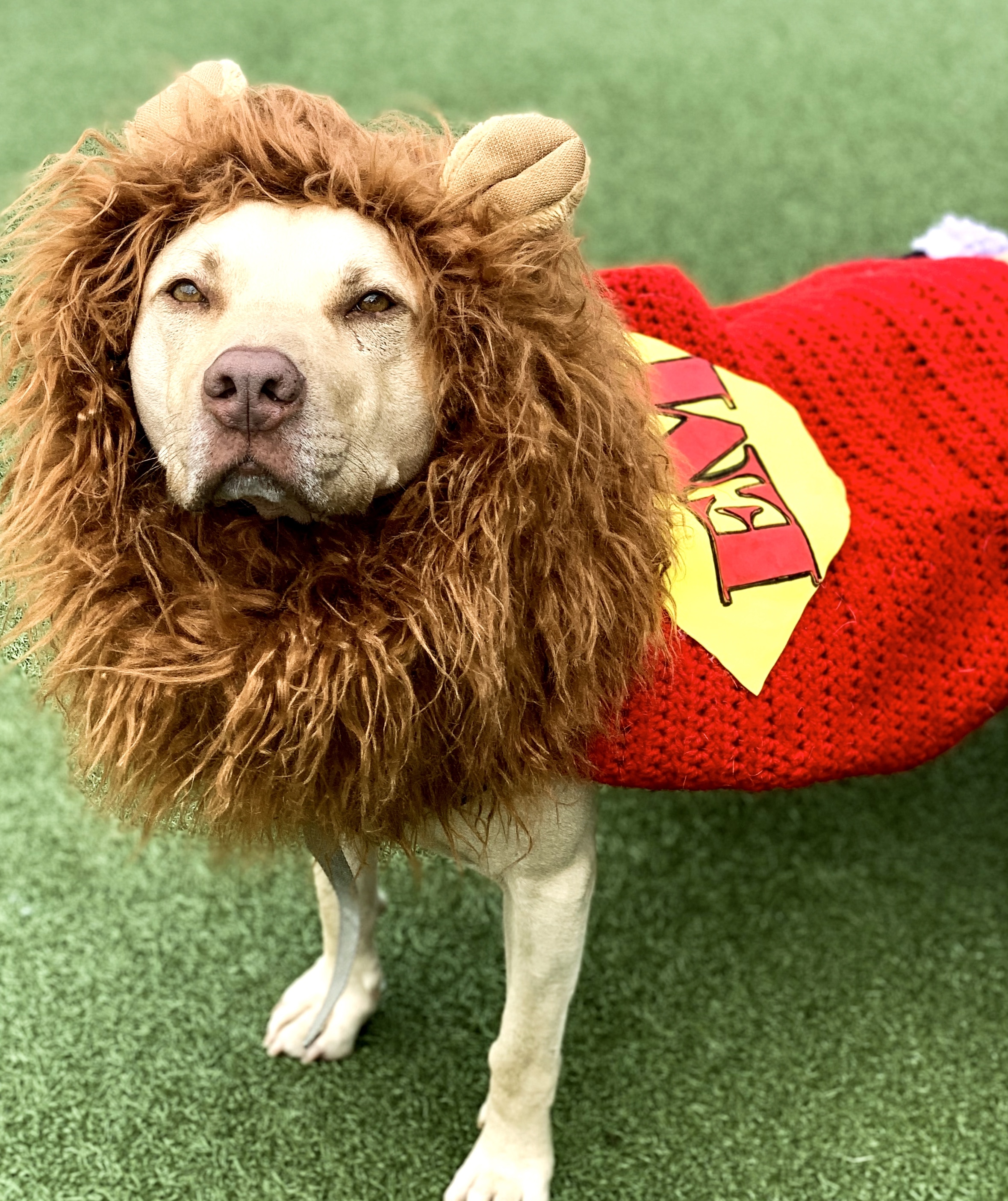 EDDIE MILO, a Adoptable mixed breed in Fresh Meadows, NY image 2/12