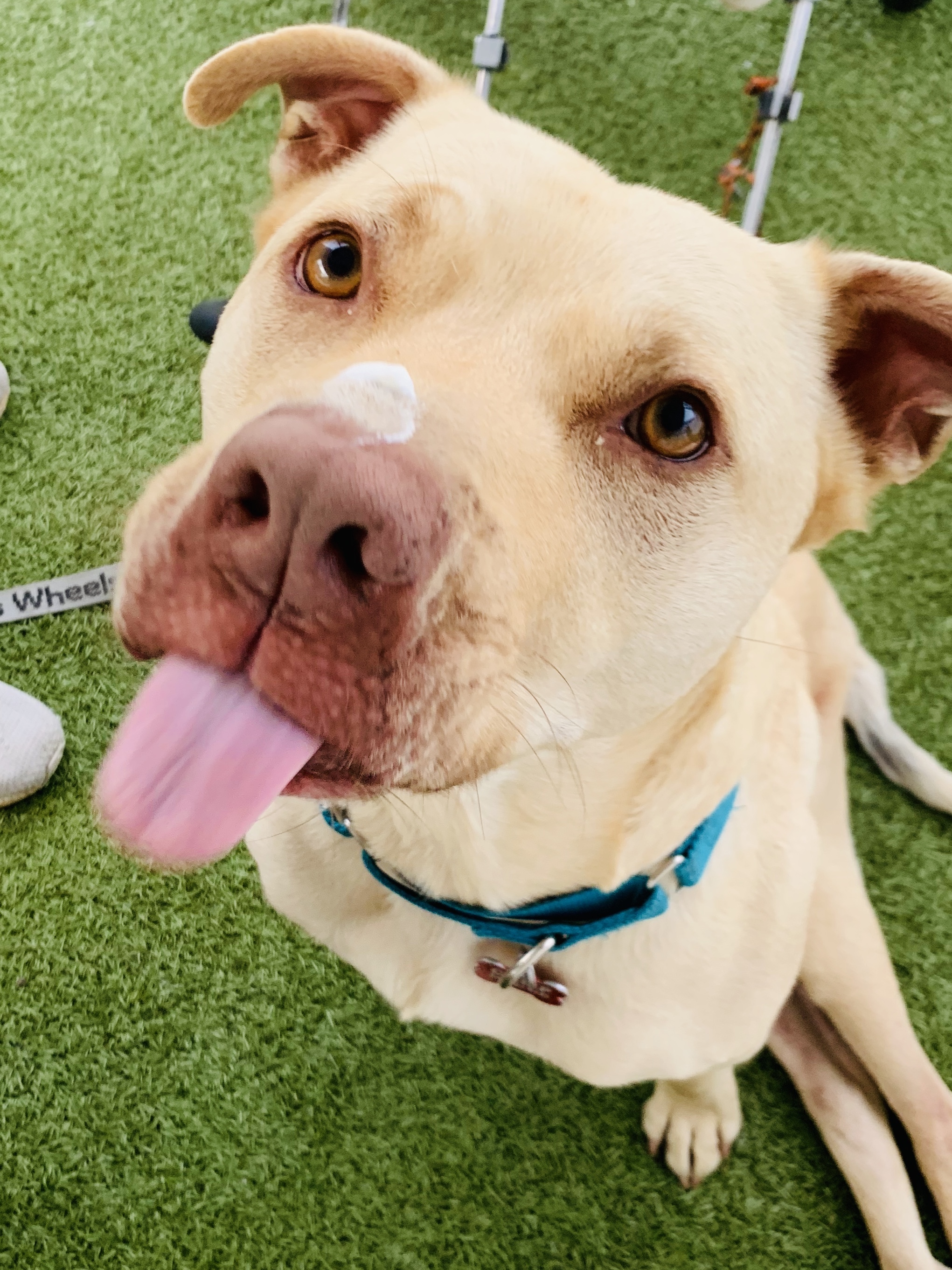 EDDIE MILO, a Adoptable mixed breed in Fresh Meadows, NY image 3/12