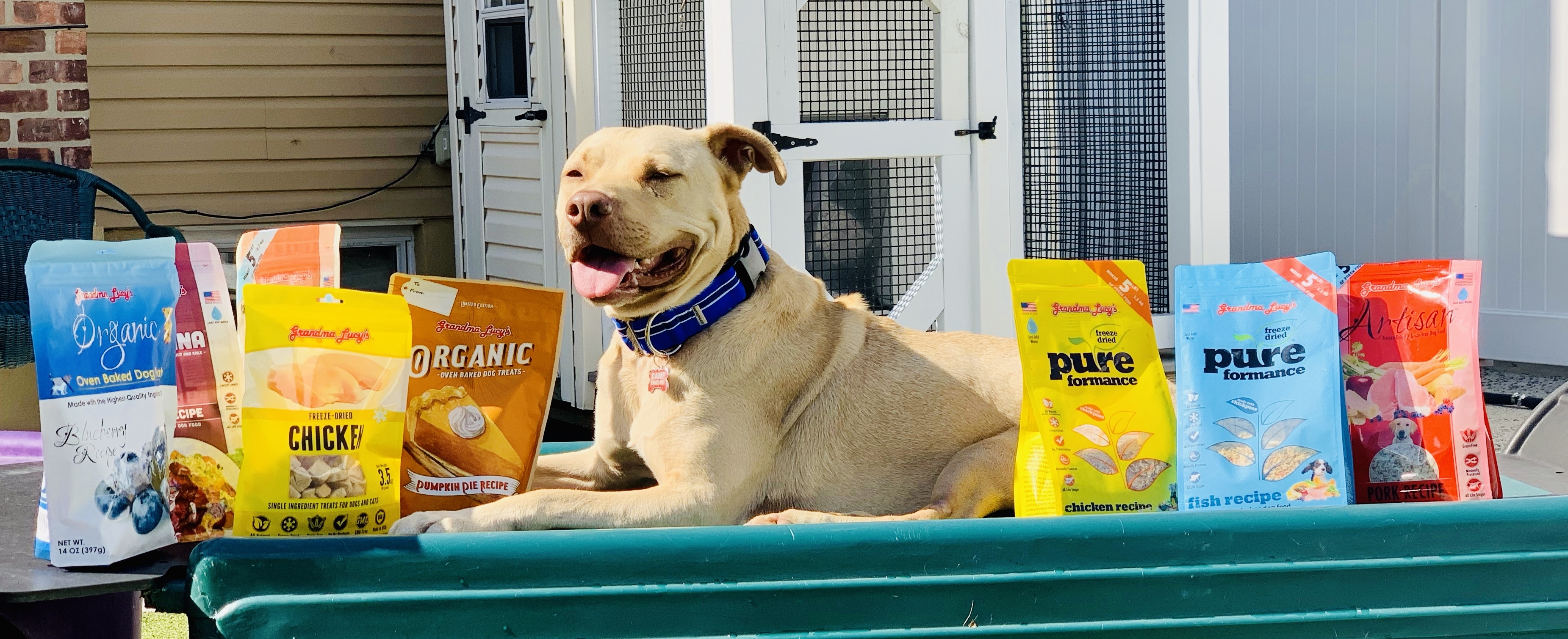 EDDIE MILO, a Adoptable mixed breed in Fresh Meadows, NY image 4/12