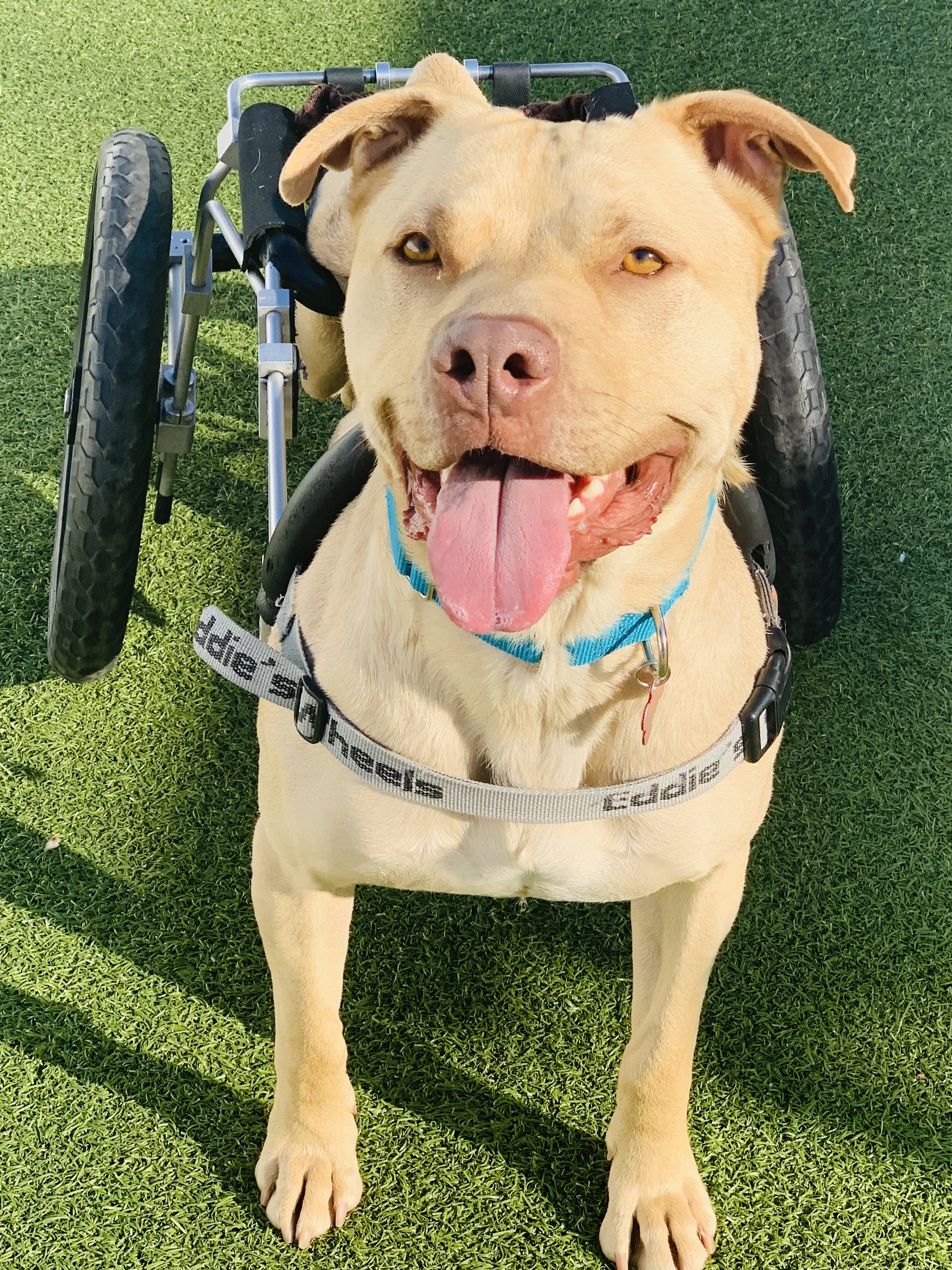 EDDIE MILO, a Adoptable mixed breed in Fresh Meadows, NY image 5/12