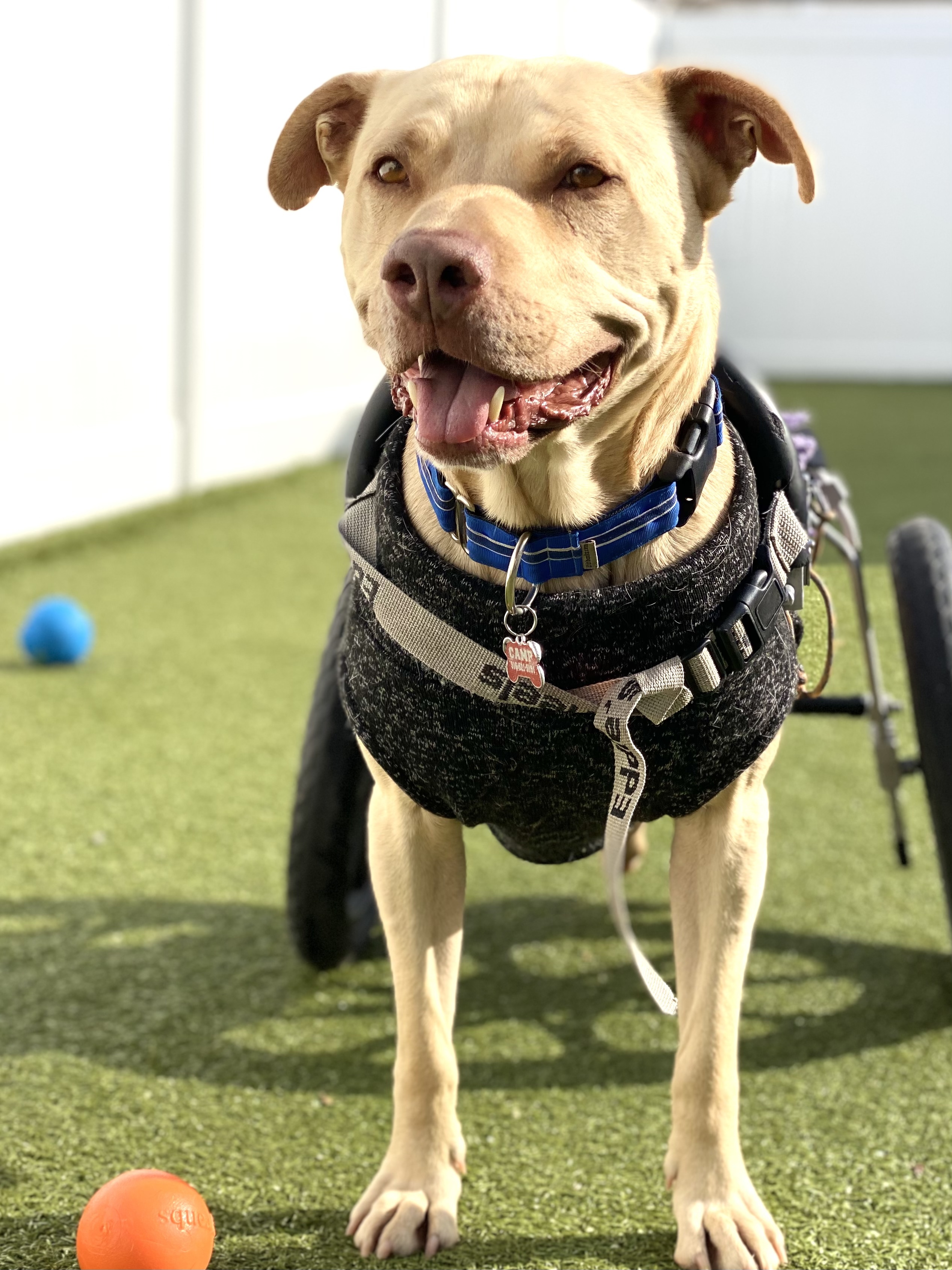 EDDIE MILO, a Adoptable mixed breed in Fresh Meadows, NY image 6/12