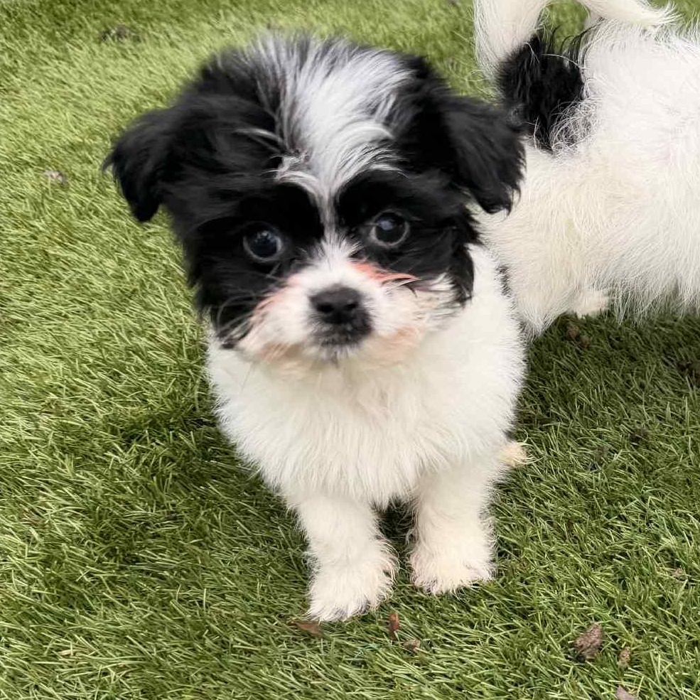 Pandita, ADOPTABLE, Puppy Female Shih poo & Chihuahua.