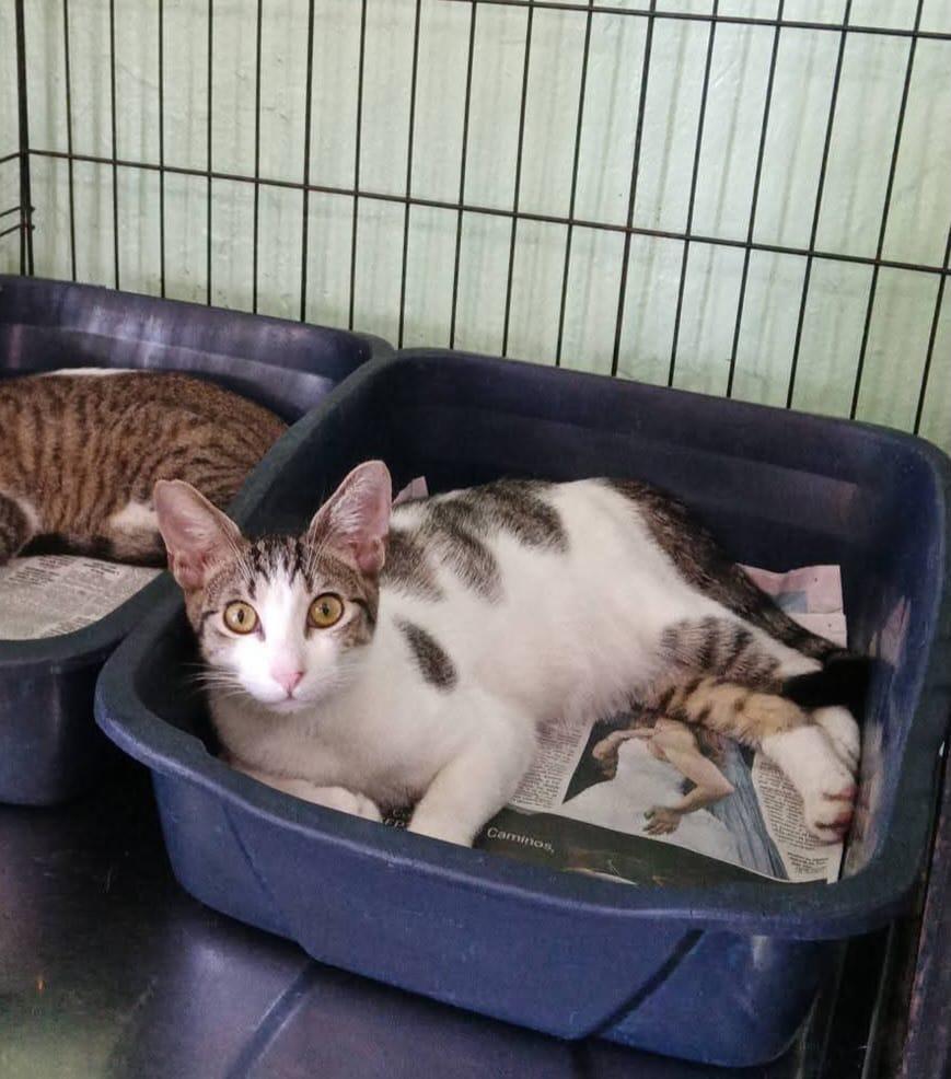 Enlarge Armando, a ADOPTABLE Domestic Short Hair in San Juan, PR image 4/6