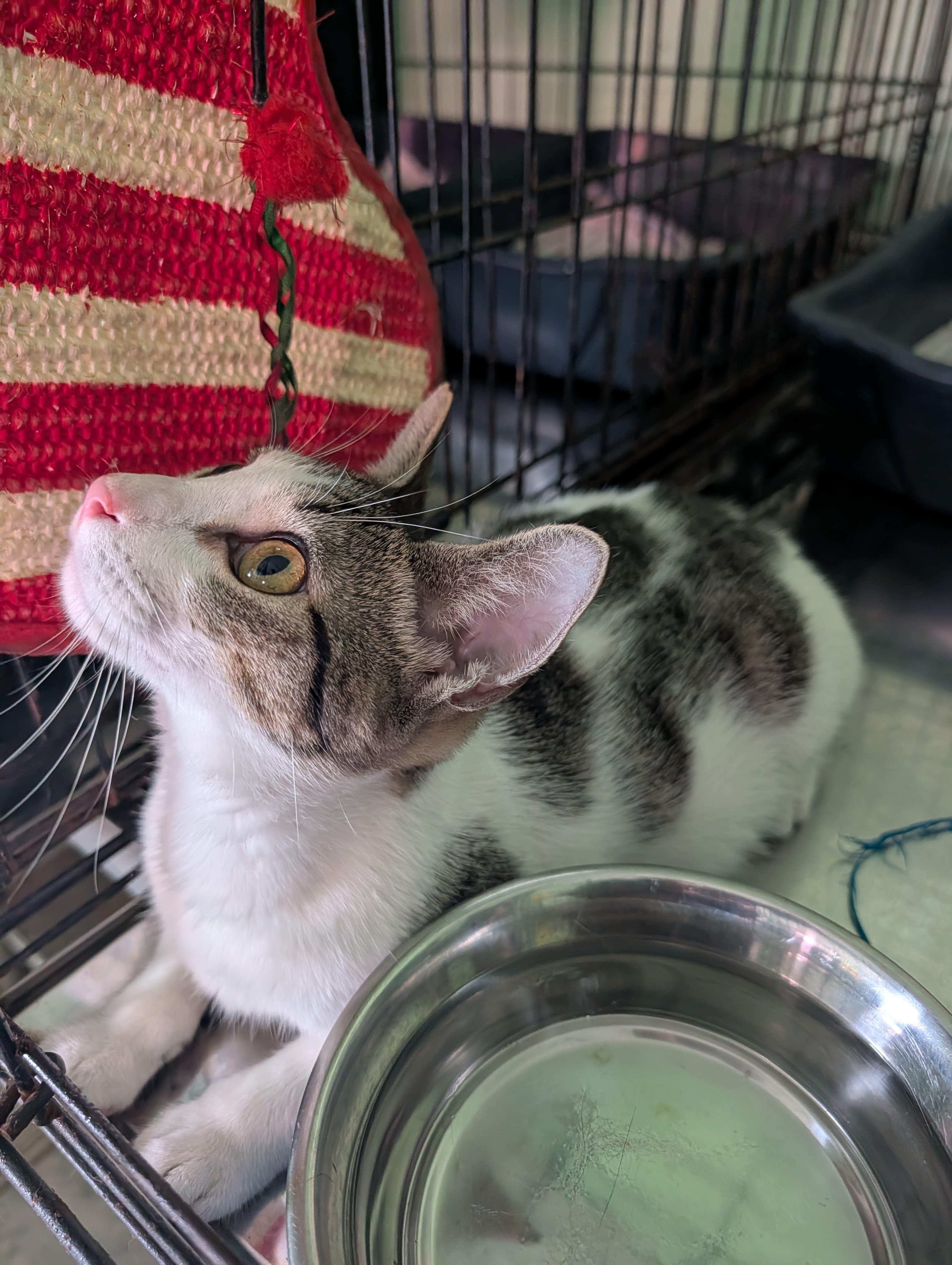 Enlarge Armando, a ADOPTABLE Domestic Short Hair in San Juan, PR image 3/6