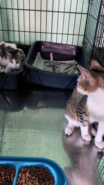 Enlarge Armando, a ADOPTABLE Domestic Short Hair in San Juan, PR video 6/6