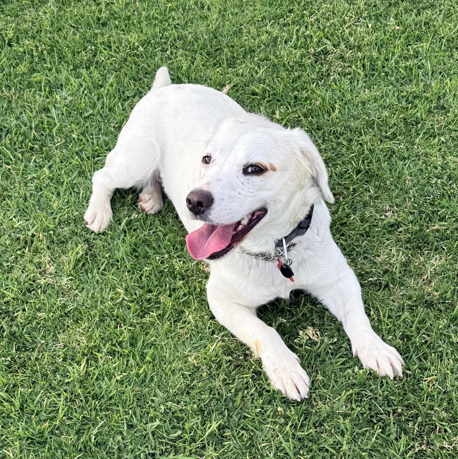 Cora, a Adopted mixed breed in San Diego, CA image 1/3