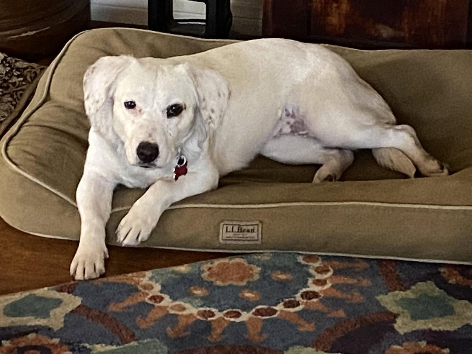 Cora, a Adopted mixed breed in San Diego, CA image 2/3