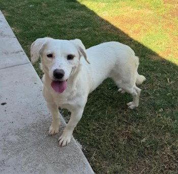 Cora, a Adopted mixed breed in San Diego, CA image 3/3
