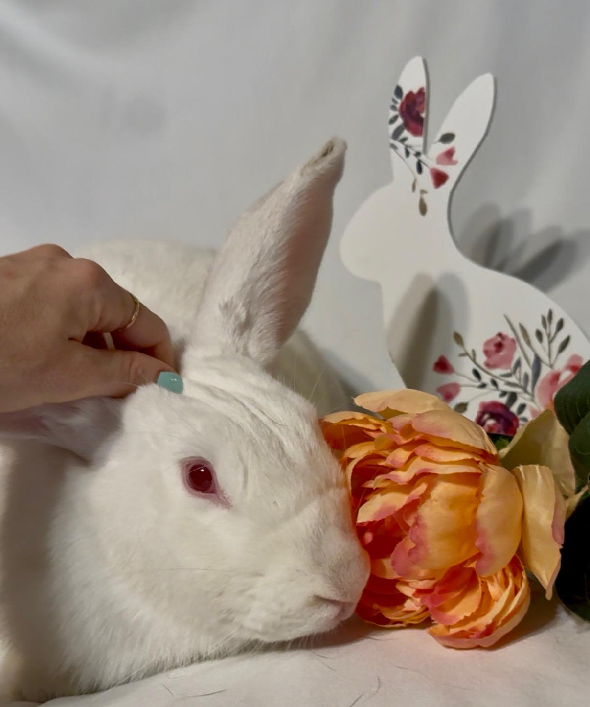 Archie, a Adoptable New Zealand in Norwalk, CT image 2/2