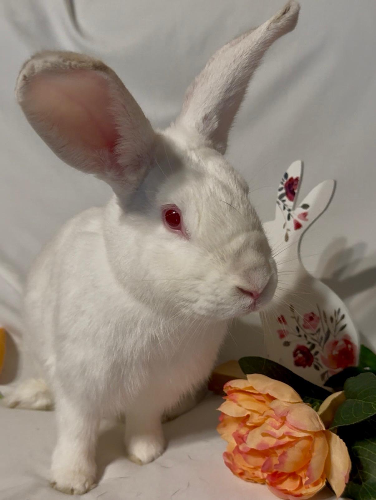 Archie, a Adoptable New Zealand in Norwalk, CT image 1/2