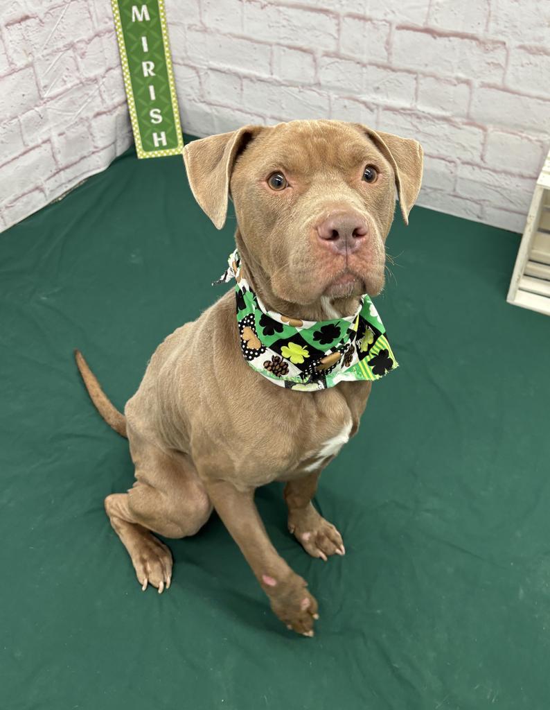 Sir Waggington, Adoptable, Adult Male Mixed Breed.