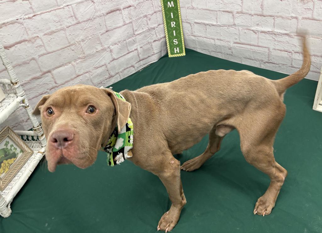 Enlarge Sir Waggington, a Adoptable mixed breed in Detroit, MI image 2/6